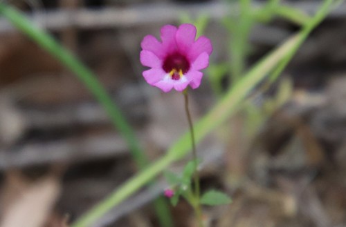 Image of Erythranthe diffusa by (c) Millie Basden, some rights reserved (CC BY)