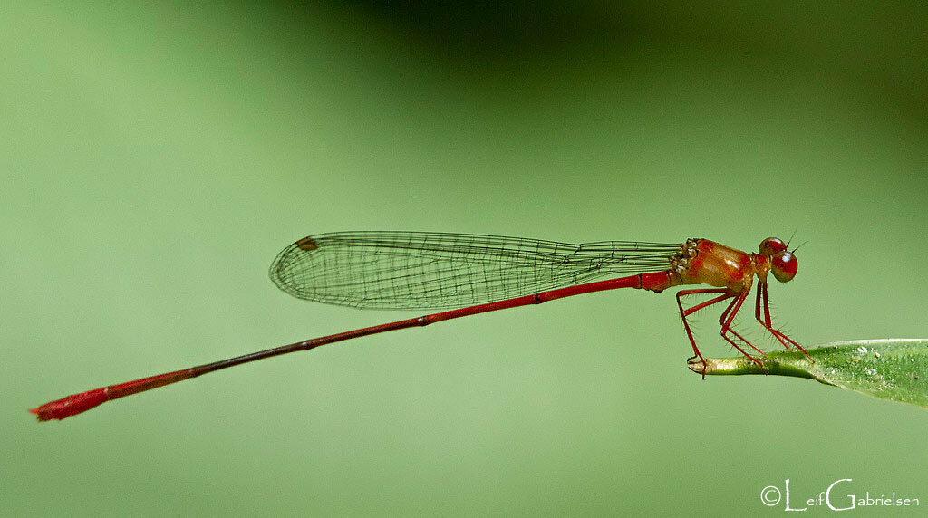 Igneocnemis flammea