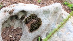 Ptychomitrium crispatum