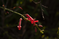 Gambelia juncea