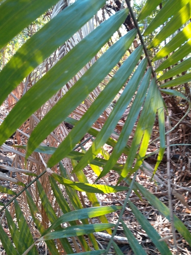 Image of Bactris major by (c) josebarrientos, some rights reserved (CC BY)