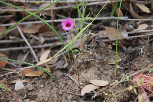 Image of Erythranthe diffusa by (c) Millie Basden, some rights reserved (CC BY)