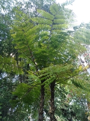 Alsophila firma