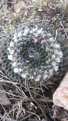 Mammillaria chionocephala