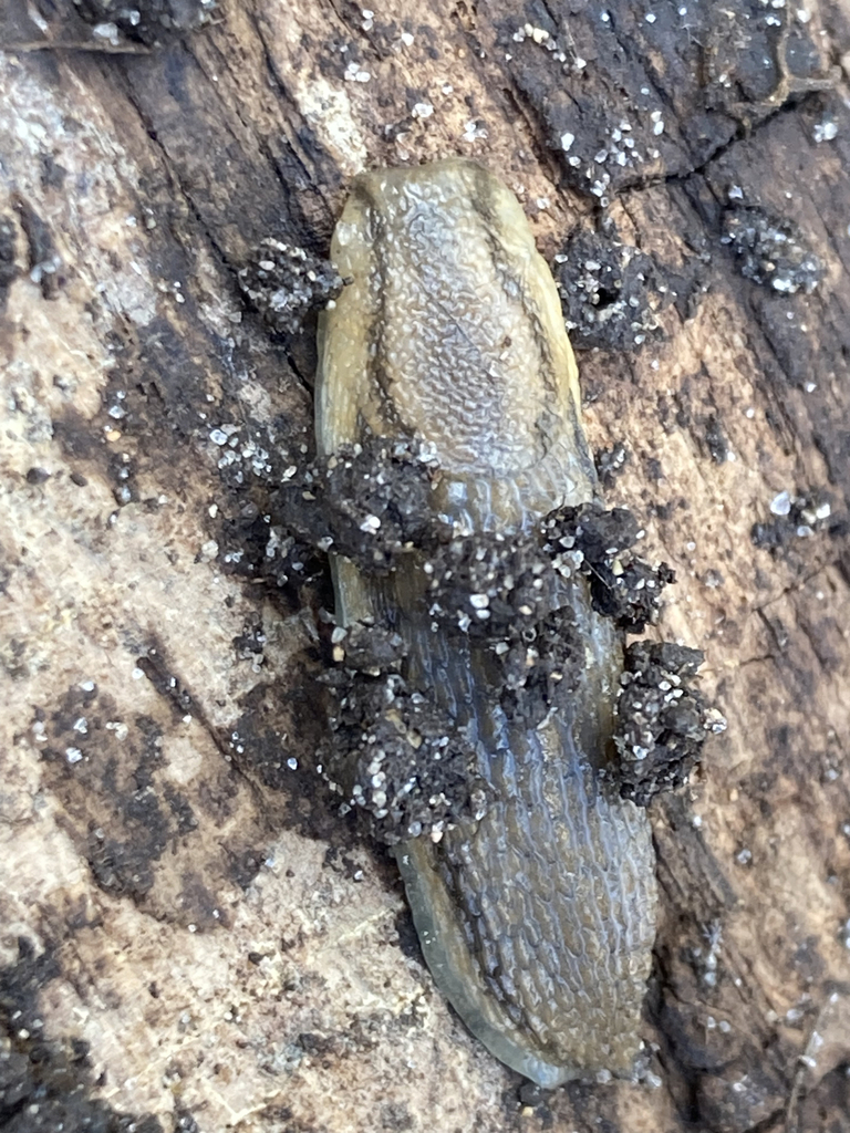 Orange-banded Arion from Ham Lake, MN 55304, USA on April 18, 2024 at ...