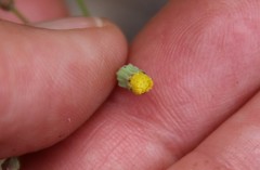 Malacothrix clevelandii