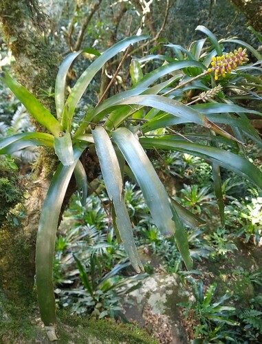 Aechmea blumenavii, photograph 2