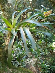 Aechmea blumenavii, photograph author not stated, no rights reserved