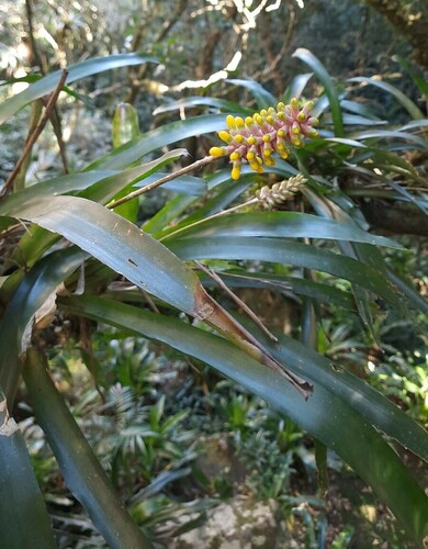 Aechmea blumenavii