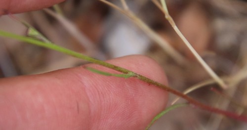 Image of Malacothrix clevelandii by (c) Millie Basden, some rights reserved (CC BY)