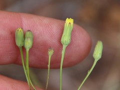 Malacothrix clevelandii