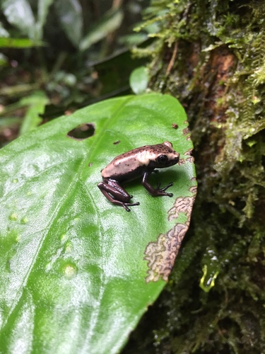 Boana appendiculata