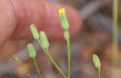 Malacothrix clevelandii