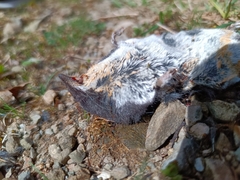Transcaucasian Water Shrew photo 4