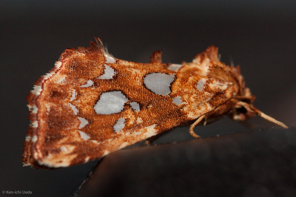 Silverspotted Fern Moth (Lepidoptera of Sibley Farm (Worcester Co., MA