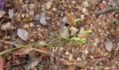 Malacothrix clevelandii