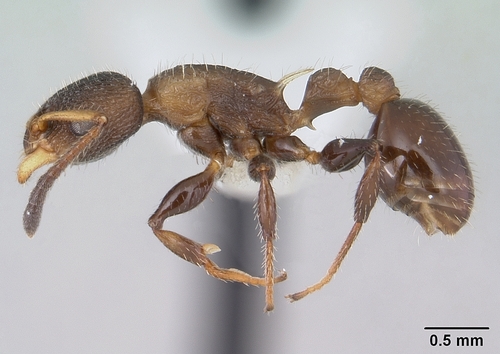 Nesomyrmex asperNesomyrmex asper