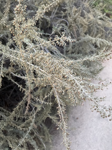 iNaturalist observation photo of California sagebrush