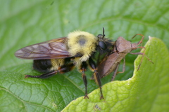 Laphria thoracica