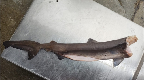 Crocodile shark (Pseudocarcharias kamoharai) — Pseudocarchariidae — 4