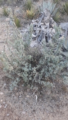 Berberis trifoliolata