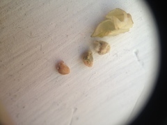 Wissadula densiflora