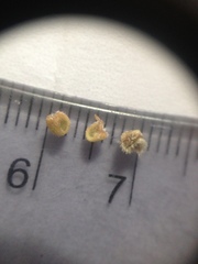 Wissadula densiflora