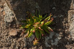 Dudleya formosa