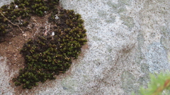 Ptychomitrium crispatum