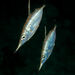 Macroramphosus sagifue