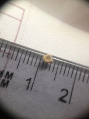 Wissadula densiflora