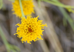 Porophyllum scoparium