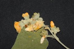 Wissadula densiflora