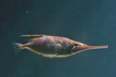 Snipe-Fish photo 3