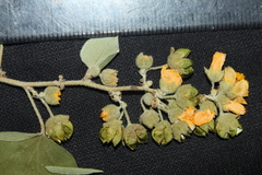 Wissadula densiflora