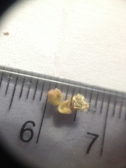 Wissadula densiflora