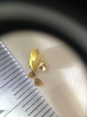 Wissadula densiflora