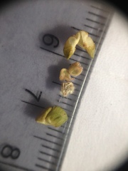 Wissadula densiflora