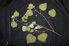 Wissadula densiflora