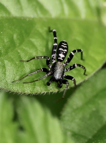 Long-palped Ant-mimic Sac Spider photo 3