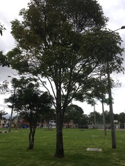 Fraxinus chinensis