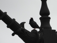Sturnus vulgaris