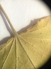 Wissadula densiflora