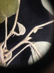 Wissadula densiflora