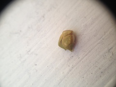 Wissadula densiflora