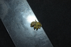 Wissadula densiflora