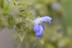 Salvia xalapensis