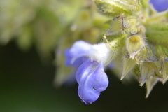 Salvia xalapensis