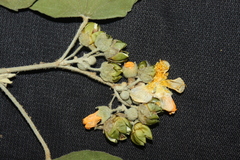 Wissadula densiflora