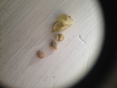 Wissadula densiflora